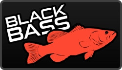 Black Bass